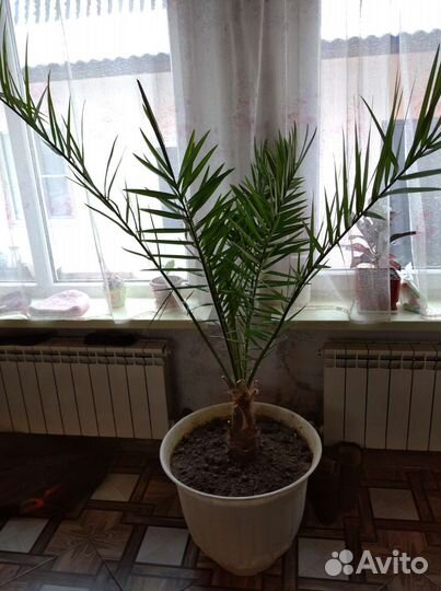 Финиковая пальма