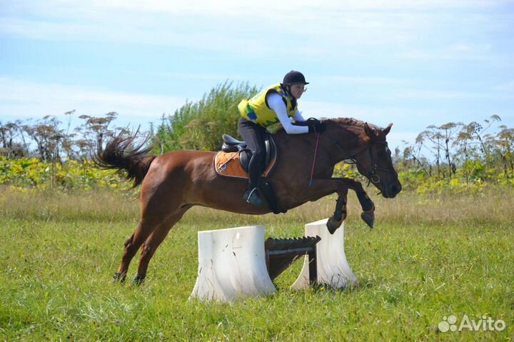 Конные прогулки,обучение верховой езде