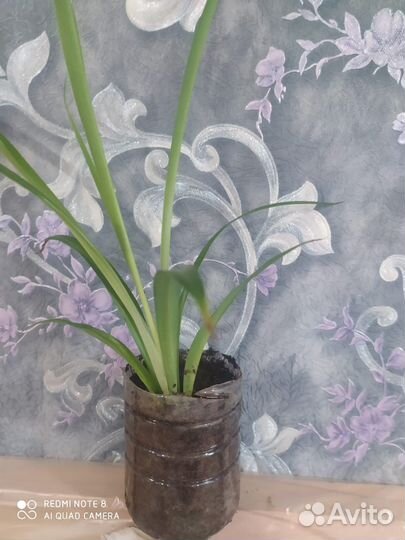 Хлорофитум