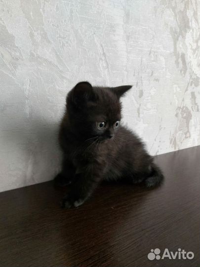 Британские котята