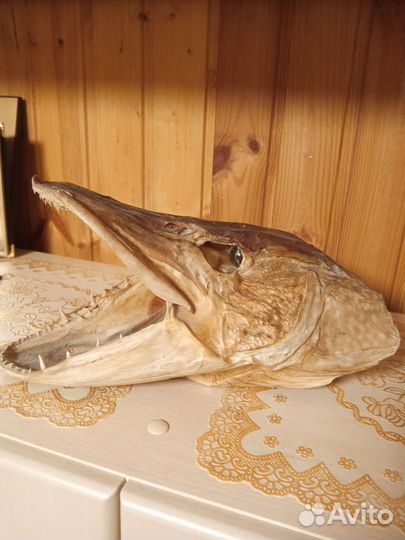 Чучело головы щуки