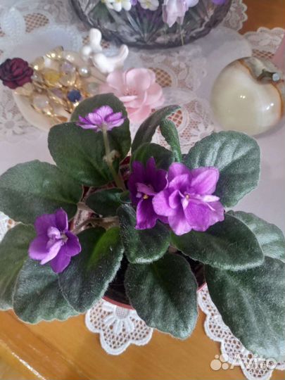 Фиалка сенполия