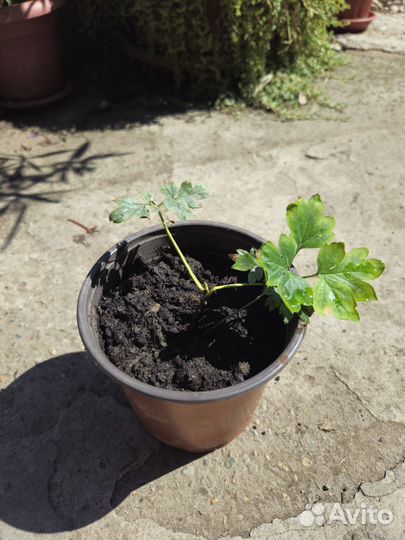 Пион древовидный