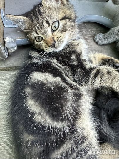 Котята бобтейл