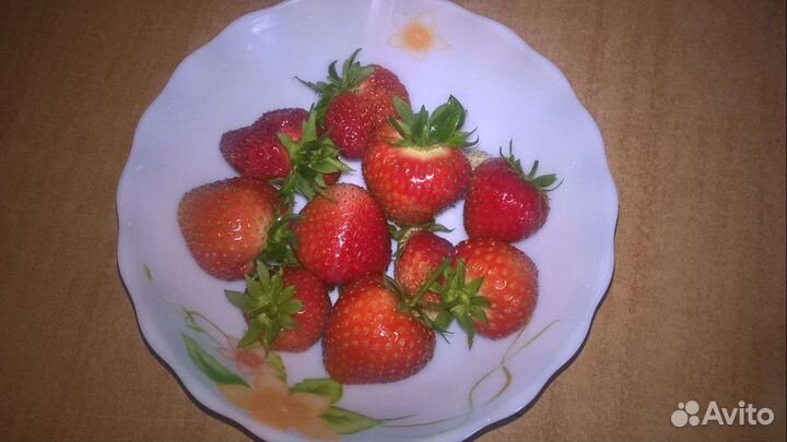 Рассада клубники азия,максим