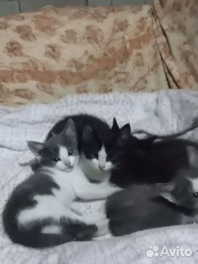Кошка в дар бесплатно