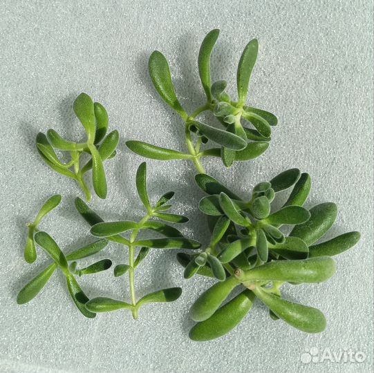 Суккуленты 7