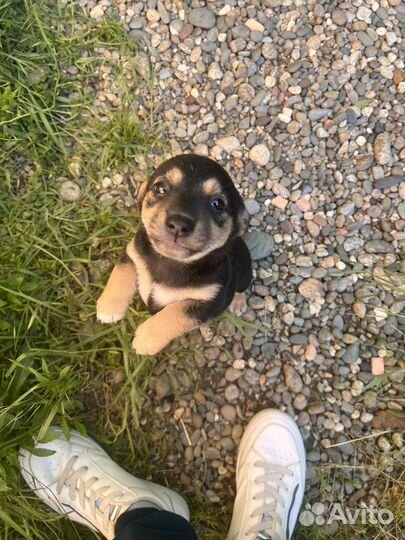 Щенки бесплатно