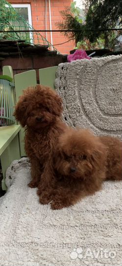 Тикап тедди пудель