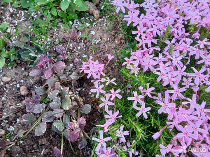 Многолетники