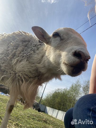 Катумский баран