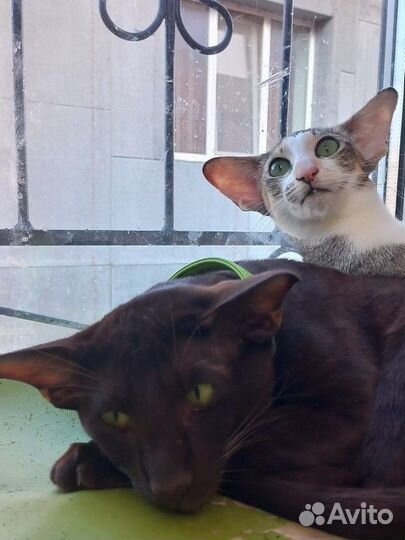 Котята