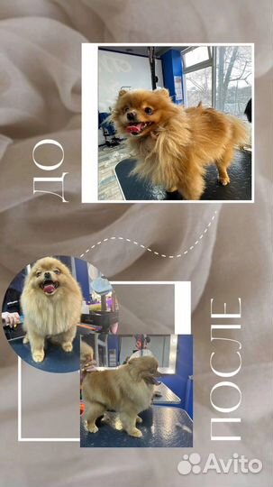 Груминг собак и кошек