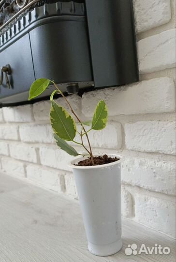 Фикус бенджамина