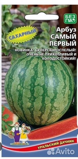 Рассада помидоров томатов