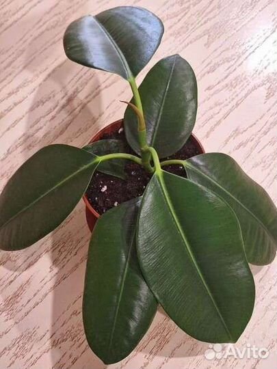 Фикус эластика каучуконосный