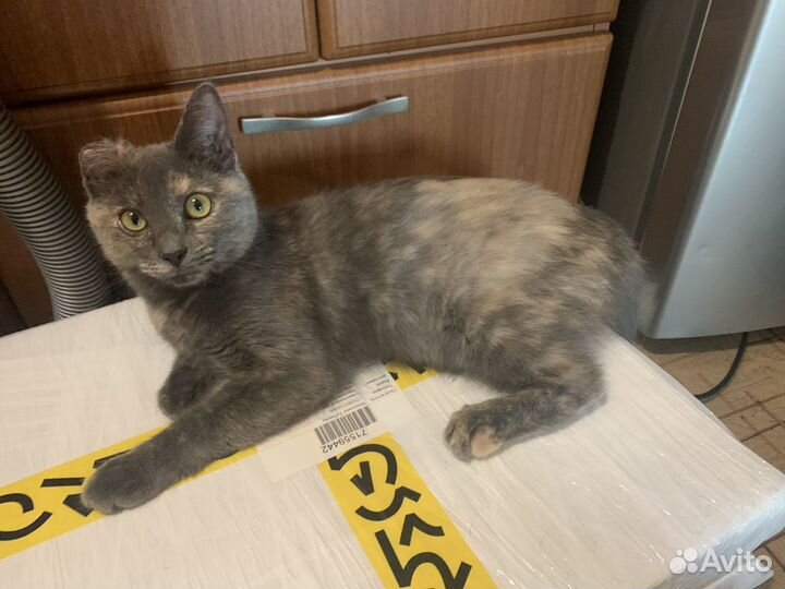 Мася ищет дом