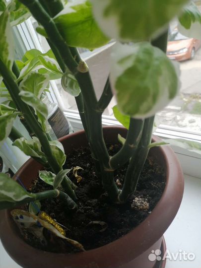 Педилантус