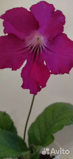 Стрептокарпусы