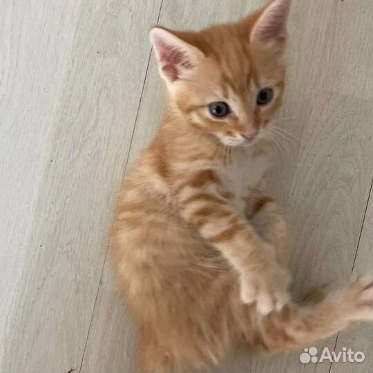 Рыжий котенок Персик ищет дом