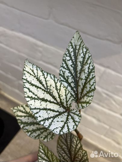 Фикус бенжамина