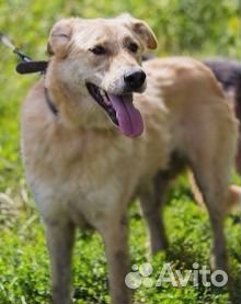 Метис лабрадора блонди в дар