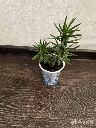 Комнатные растения