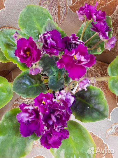 Сортовые фиалки