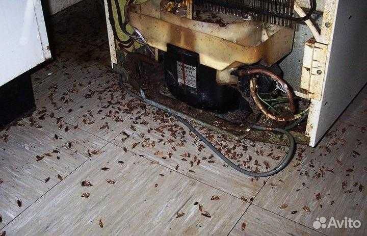 Уничтожение клопов, тараканов, крыс, плесени