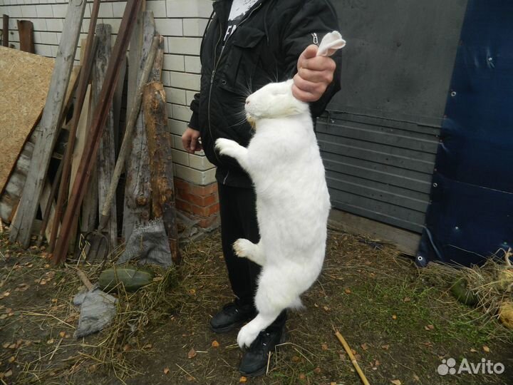 Продам кроликов