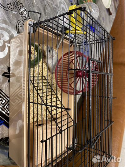 Хомяк с клеткой