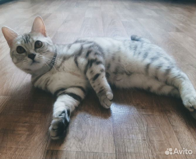 Котёнок шотландец в добрые руки