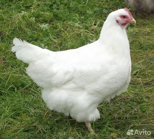 Куры несушки Хайсексы