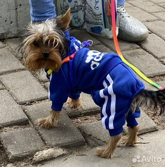 Йоркширский терьер вязка мальчик мини