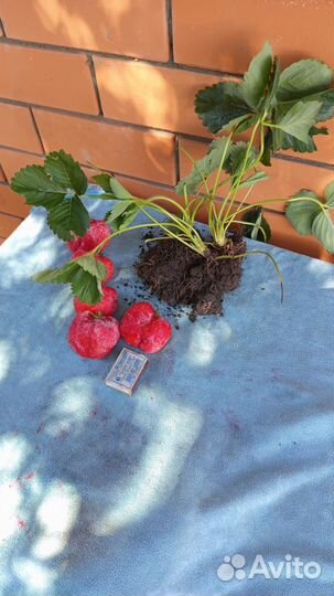 Рассада клубники Азия и Альба (Репродукция - 1)