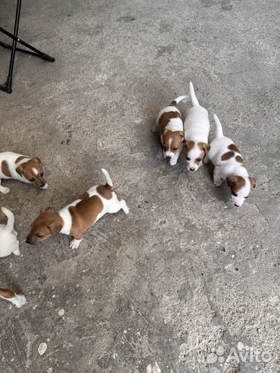 Щенки джек рассел терьер