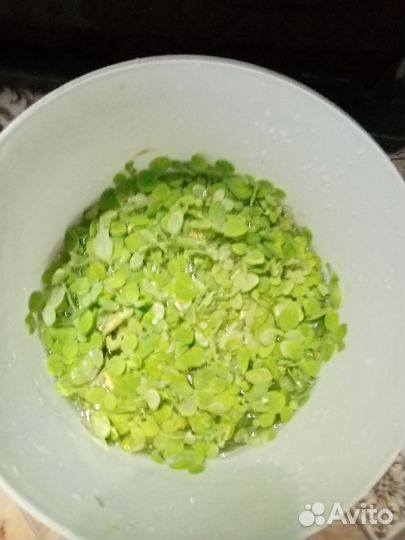 Аквариумные растения