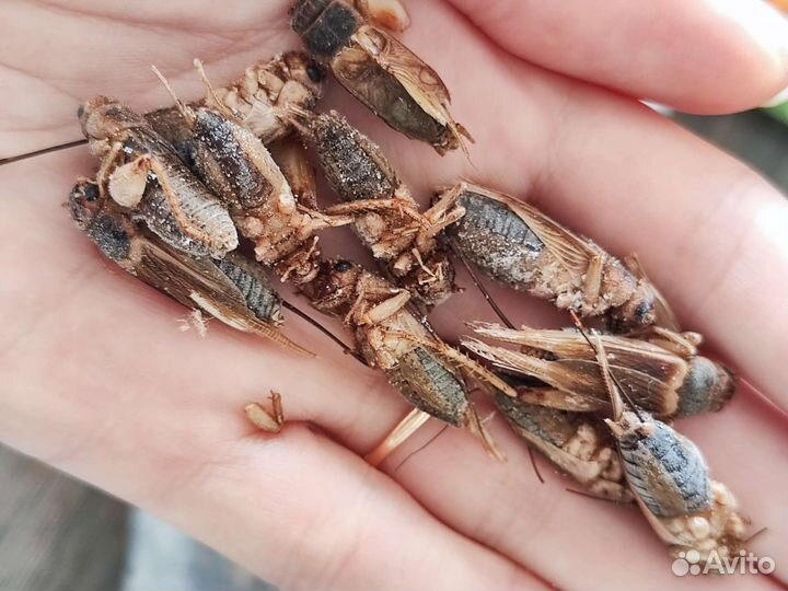 Сверчок замороженный