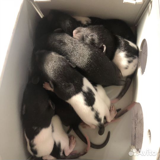 Декоративные крысята