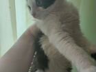 Сибирский котёнок объявление продам