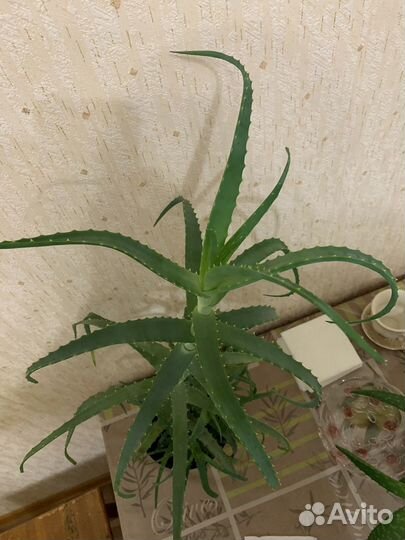 Алое лечебный (столетник)