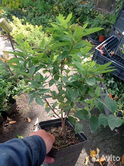 Спирея японская (Литл, Голден и др) С1,5