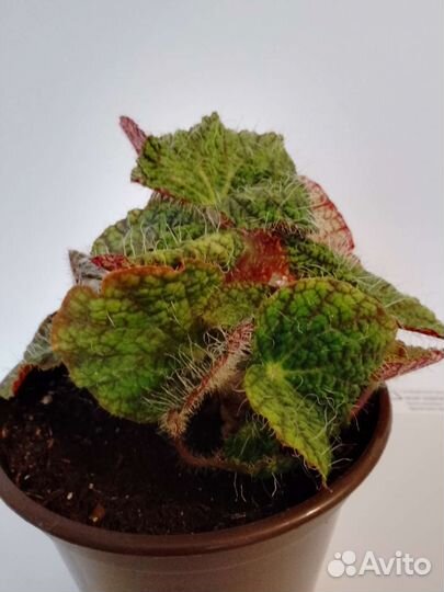 Бегония мэсона