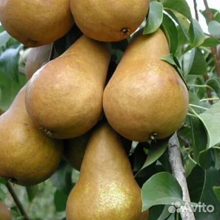 Саженцы груши