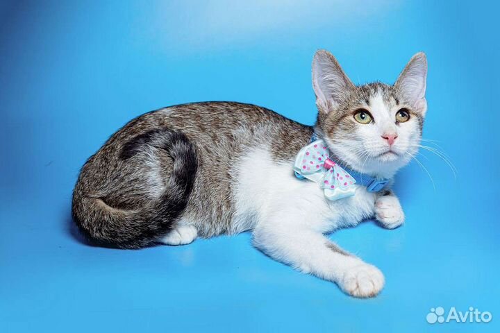 Котенок Марик Мурчалка Тарахтелкин