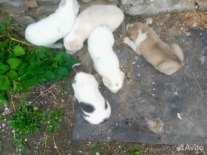 Щенки алабая
