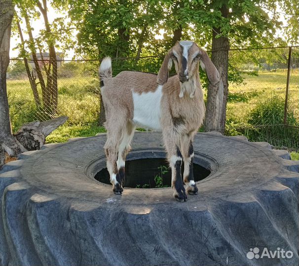 Козочки и козлики нубийские 75 %