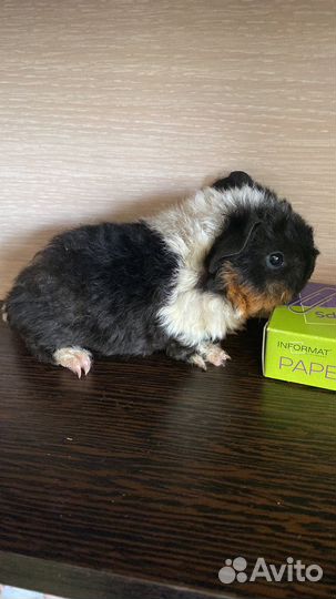 Породистые морские свинки агути шиншилловые