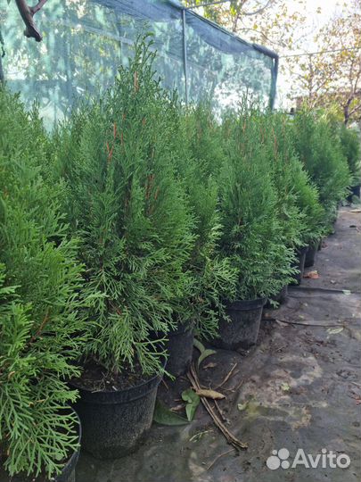 Туя смарагд