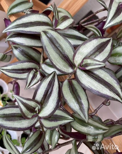 Традесканция зебрина